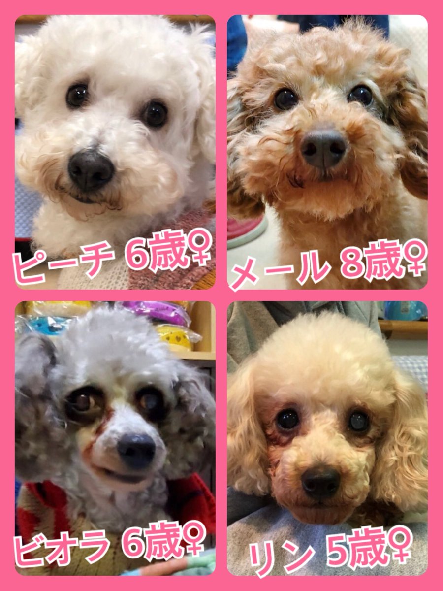 🐾今日の里親様募集中ワンコ🐶メンバーです🐾2020,4,1